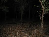 Chicago Ghost Hunters Group investigates Robinson Woods (221).JPG